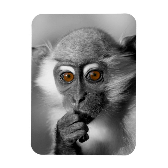 Baby Mangabey Monkey Magnet (Vertikal)