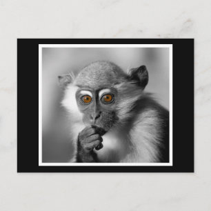 Baby Mangabey Monkey Postkarte