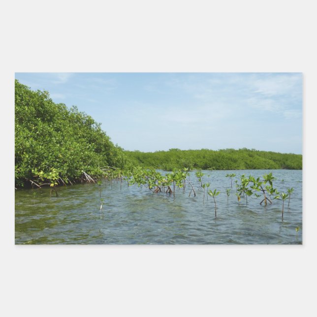 Baby Mangrove Trees in der Karibik Rechteckiger Aufkleber (Vorderseite)