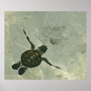 Baby-Meeresschildkröte, die heraus zum Meer Poster