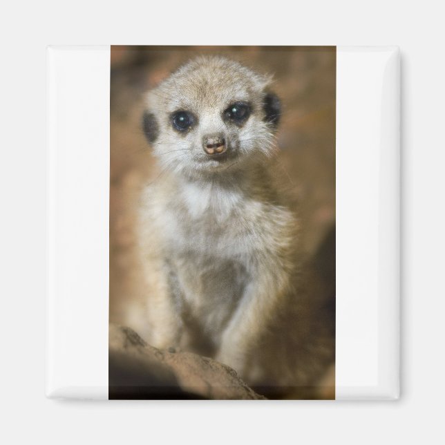 Baby Meerkat Magnet (Vorne)