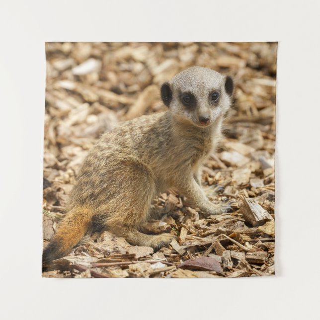 Baby Meerkat Poster Wandteppich (Vorderseite)