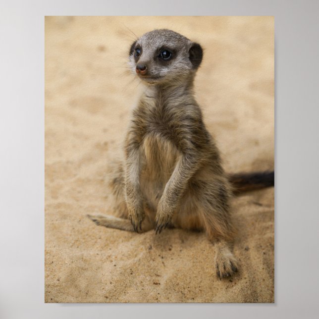 Baby Meerkat sitzt im Sand-Poster Poster (Vorne)