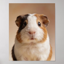Baby-Meerschweinchen-Porträt – Süßes Kinderzimmer-