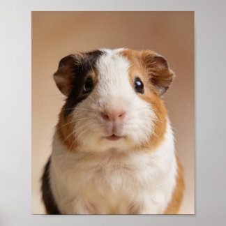 Baby-Meerschweinchen-Porträt – Süßes Kinderzimmer- Poster