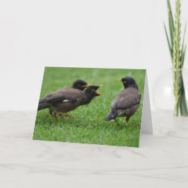 Baby Mina Birds Begating for Food Karte