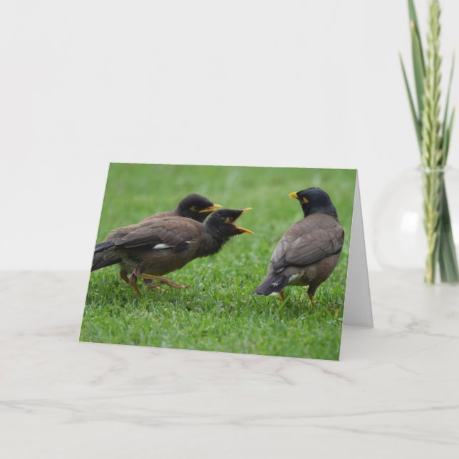 Baby Mina Birds Begating for Food Karte (Vorderseite)