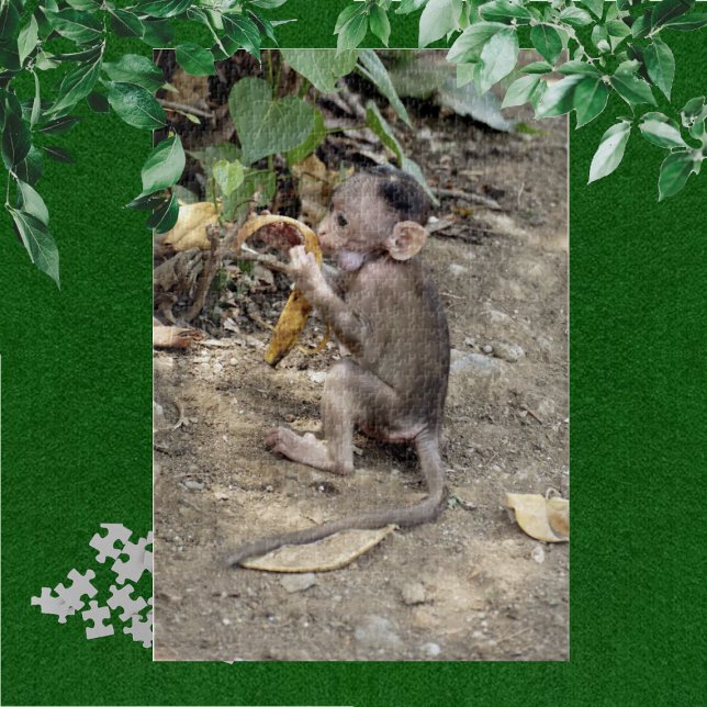 Baby Monkey (Von Creator hochgeladen)