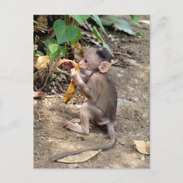 Baby Monkey Feiertagspostkarte (Vorderseite)