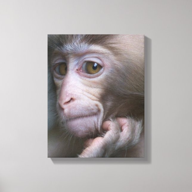 Baby Monkey Leinwanddruck (Vorderseite)