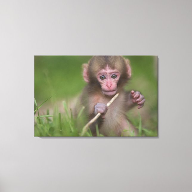 Baby Monkey Leinwanddruck (Vorderseite)