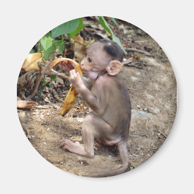 Baby Monkey Magnet (Vorne)