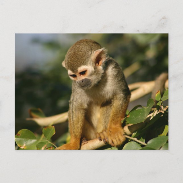Baby Monkey Postkarte (Vorderseite)