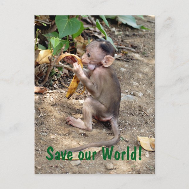 Baby Monkey Postkarte (Vorderseite)
