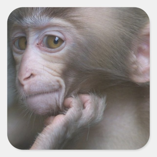 Baby Monkey Quadratischer Aufkleber (Vorderseite)