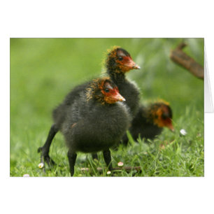 Baby Moorhens, England.