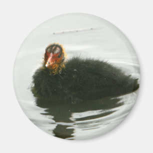 Baby Moorhens Magnet