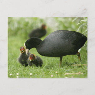 Baby Moorhens Postkarte