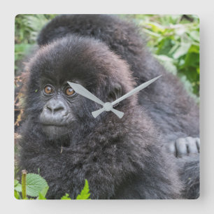 Baby Mountain Gorilla Quadratische Wanduhr