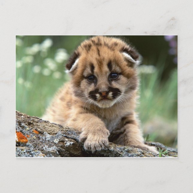 Baby Mountain Lion Cub Postkarte (Vorderseite)