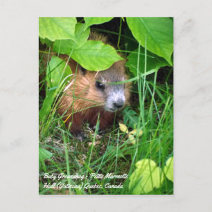 Baby Murmeltier Kleine Marmotte Frühling in Kanada Postkarte