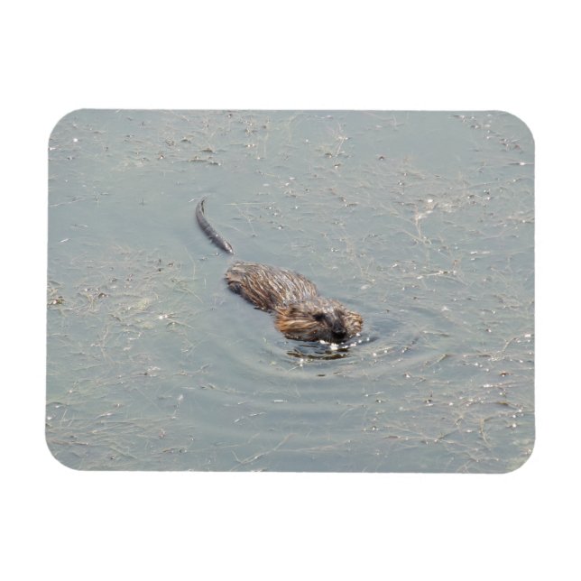 Baby Muskrat Flexible Foto Magnet (Horizontal)