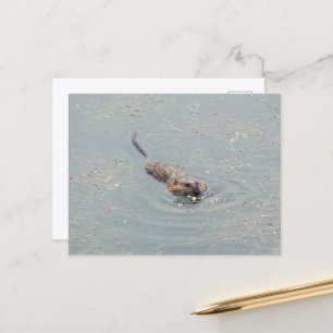 Baby Muskrat Postkarte