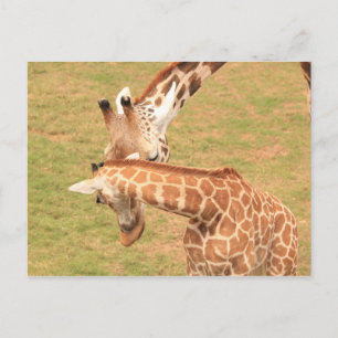 Baby & Mutter Giraffe #3 Postkarte