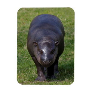 Baby-Nilpferd-Biege-Magnet Magnet