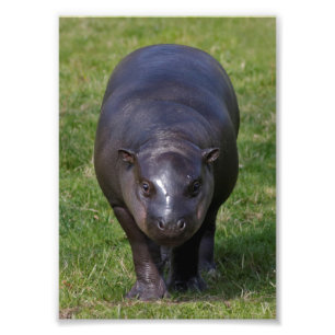 Baby-Nilpferd-Druck Fotodruck