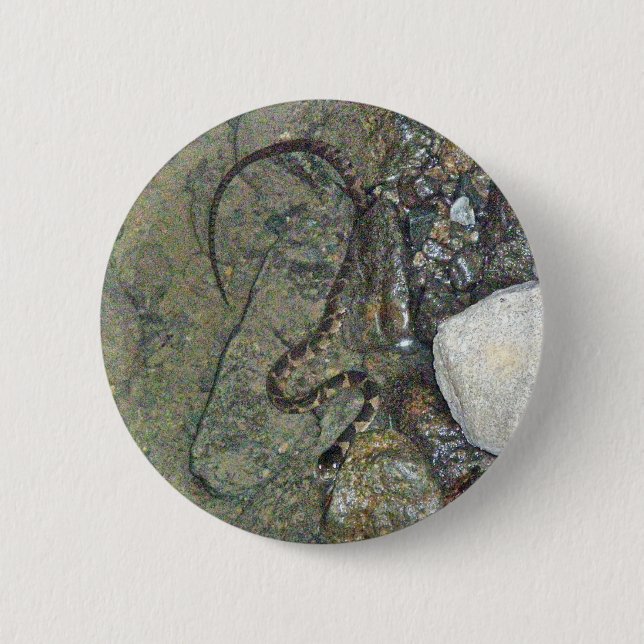 Baby Northern Water Schlange (Nerodia sipedon) Art Button (Vorderseite)