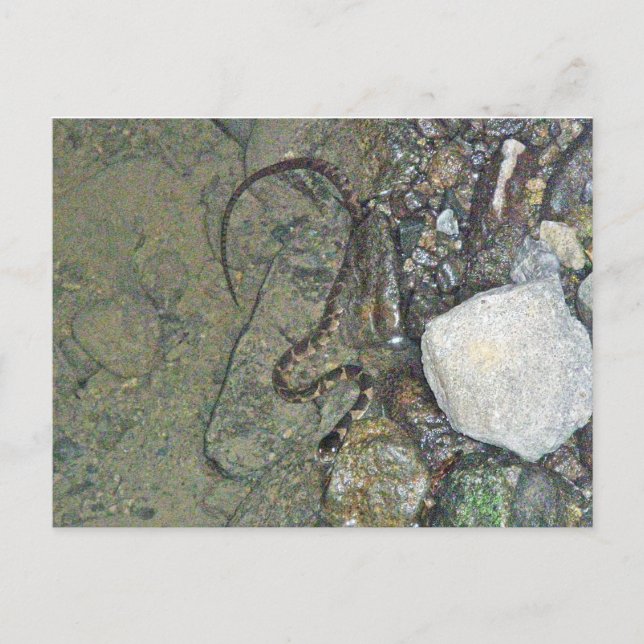 Baby Northern Water Schlange (Nerodia sipedon) Art Postkarte (Vorderseite)