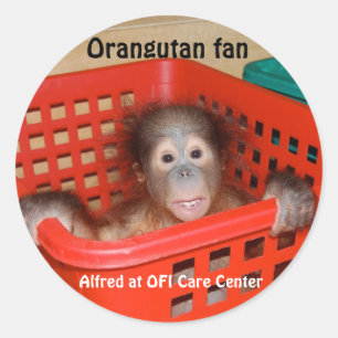 Baby-Orang-Utan Alfred Runder Aufkleber