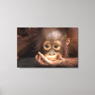 Baby Orang-Utan auf der Hand ruhend Leinwanddruck