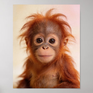 Baby Orang-Utan-Porträt Regenwald Kinderzimmer Kun Poster