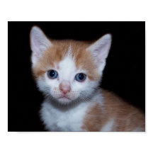 Baby orange und weiße Tischtennisplatte