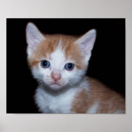Baby orange und weiße Tischtennisplatte Poster
