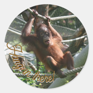 Baby Orangutan - Hang da drin Runder Aufkleber