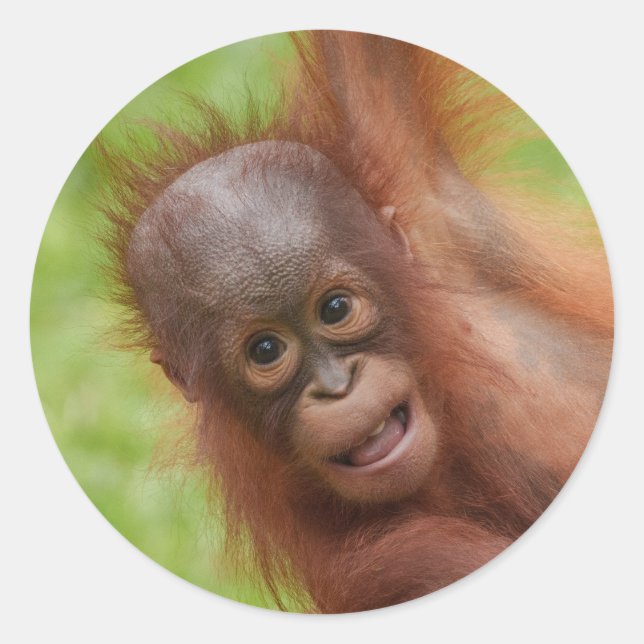 Baby Orangutan Joy Runder Aufkleber (Vorderseite)