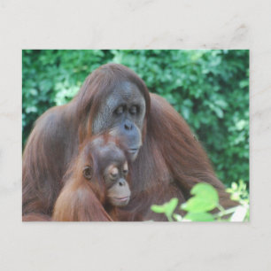 Baby Orangutan mit Mutter Postkarte