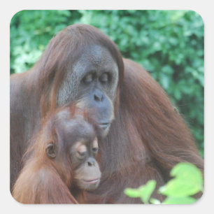 Baby Orangutan mit Mutterklebern Quadratischer Aufkleber