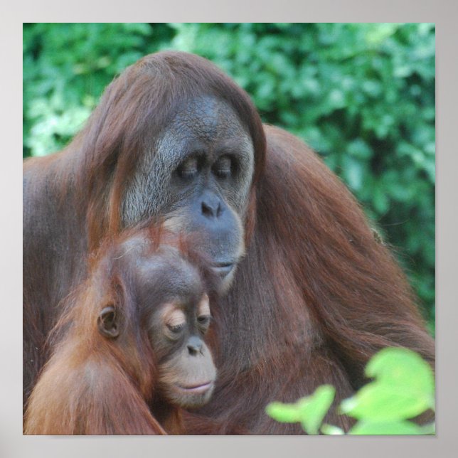 Baby Orangutan mit Mutterplakat Poster (Vorne)