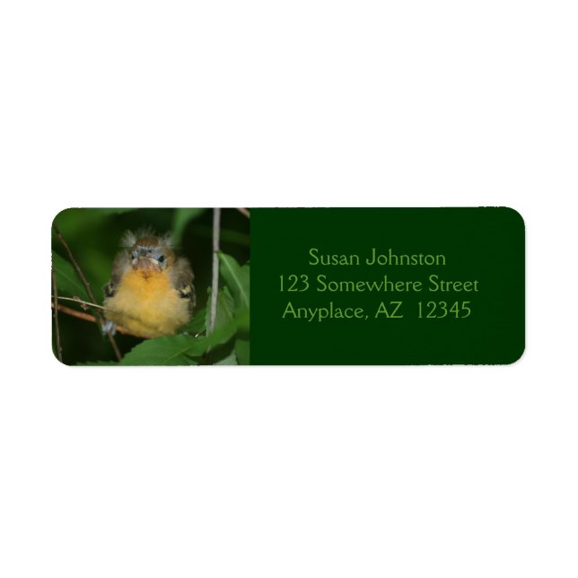 Baby Oriole Bird Animal Address (Vorne)