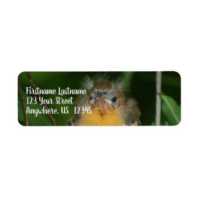 Baby Oriole Fledgling Bird-Adresse (Vorne)
