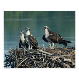 Baby Osprey Fotodruck