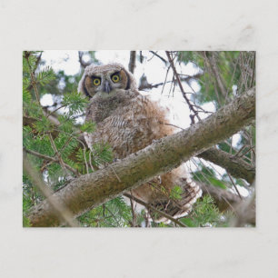 Baby Owl Staring Postkarte
