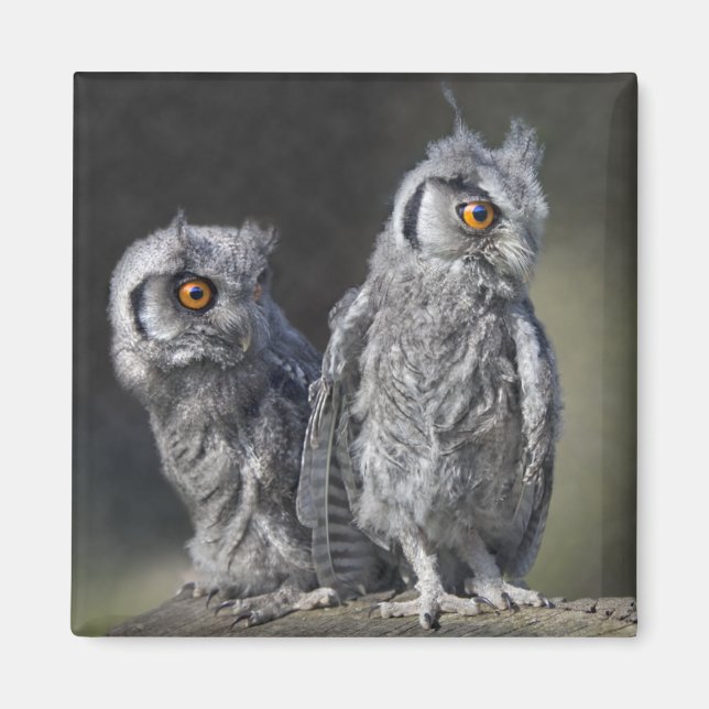Baby Owls Magnet (Vorne)