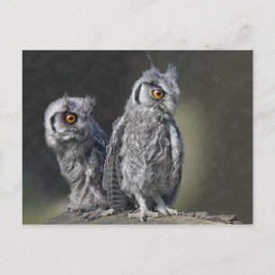 Baby Owls Postcard Postkarte