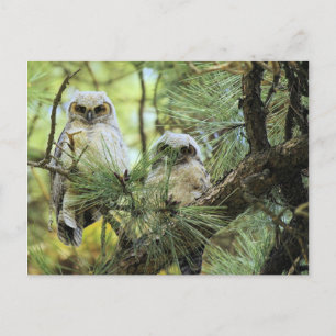 Baby Owls Postkarte