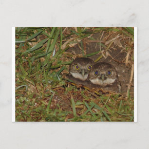 Baby Owls Postkarte